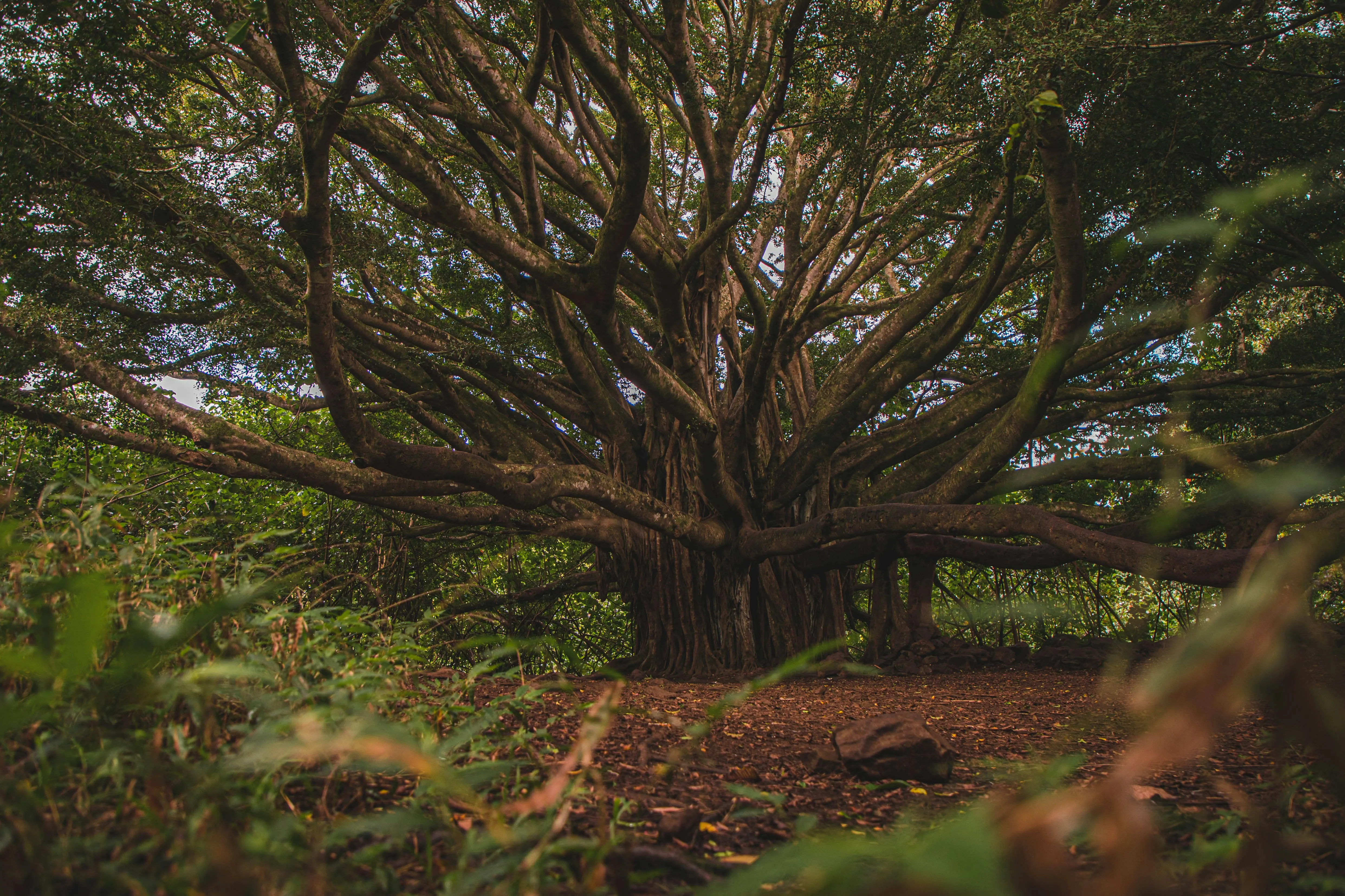 A gnarled tree with many branches